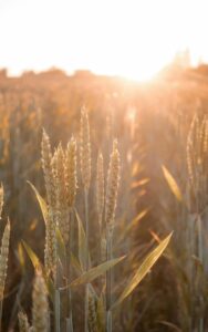 sites transformation pastorale et transo'missio (8)